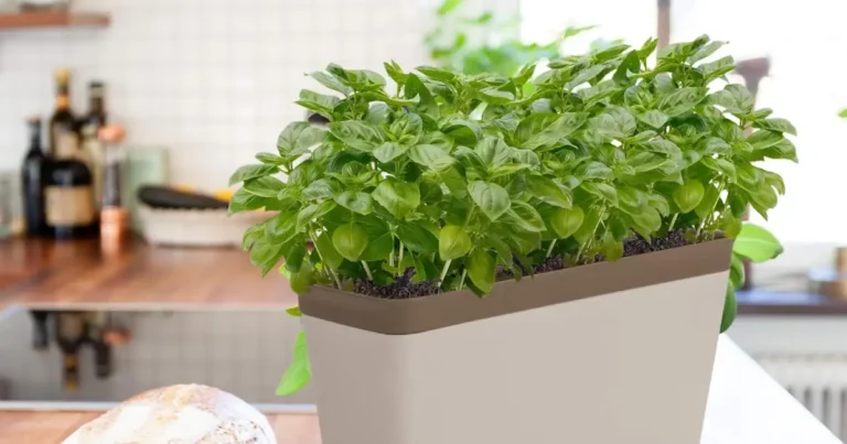 Kitchen Garden Herbs